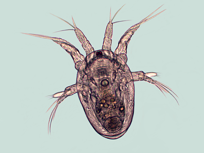 Nauplius di Copepode